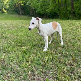 Valentine - White and fawn female Whippet puppy in Oneida, Tennessee from Saving Grace