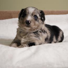Blizzard - Blue merle female Australian Shepherd puppy in Kokomo, Indiana from North Central Aussies
