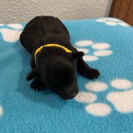 Jack - Black and white male Cockapoo puppy in Brookings, South Dakota from Hofer Pups