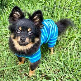 Pomeranians from Mandy's Precious Poms