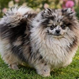 Pixel - Pomeranian