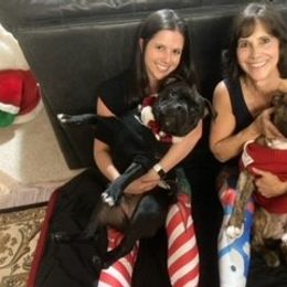 American Bully Puppies from Shooting Star Bullies