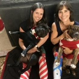 American Bully Puppies from Shooting Star Bullies