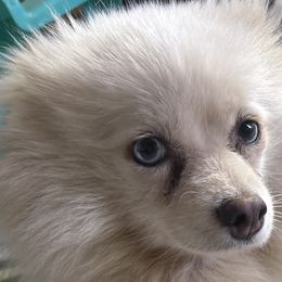 Pomeranians and Pomskies from Robinson Pomski