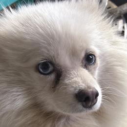 Pomeranians and Pomskies from Robinson Pomski