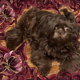 Reuben - Shih Tzu
