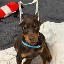 Teal Collar - Red and rust female Doberman Pinscher puppy in Lake City, Florida from Paintedcrazy Doberman Pinchers