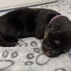 Rhea - Black and tan female German Shepherd puppy in Las Vegas, Nevada from Clever Boots Kennel