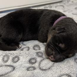 Rhea - Black and tan female German Shepherd puppy in Las Vegas, Nevada from Clever Boots Kennel