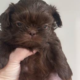 Puperoni - Liver male Shih Tzu puppy in Hendersonville, Tennessee from Peekaboo Farms