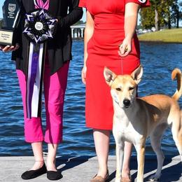 Carolina Dogs from Full Circle Carolina Dogs