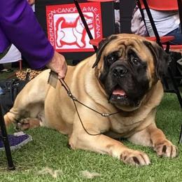 Mastiff puppies from Mikayel Nikogosyan