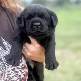Pinto - Black male Labrador Retriever puppy in Baldwin City, Kansas from Hedge Lane Labradors