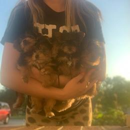 Yorkshire Terriers from Alexis Fleury's Yorkies