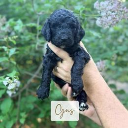 Gus - Black male Poodle puppy in Detroit Lakes, Minnesota from Pickerel Pups