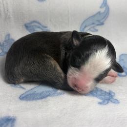 Girl 5 - Black tri female Miniature Australian Shepherd puppy in Ringgold, Louisiana from Barrett's Buddies