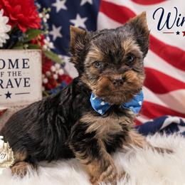 Winston - Chocolate and tan male Yorkshire Terrier puppy in Austin, Texas from Rhine Valley Yorkies