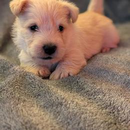 Cashew - Wheaten female Scottish Terrier puppy in Crossville, Tennessee from Cavern Kennels
