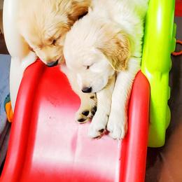 Golden Retriever Puppies from Golden Meadows of Utah