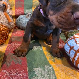 Pink - Red and rust female Doberman Pinscher puppy in Anderson, Indiana from Legendary Kennels