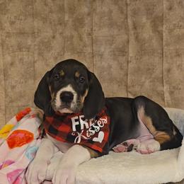 Dr. Finklestein - Mantle male Great Dane puppy in Caldwell, Idaho from Miner's Dynamic Danes