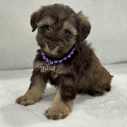 Sugar Pie Female 1 AKC Mega Coat - Liver female Miniature Schnauzer puppy in Pageland, South Carolina from New Haven Farms