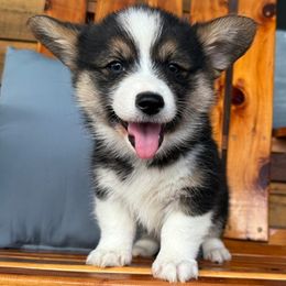Kelce - Black and tan male Pembroke Welsh Corgi puppy in El Dorado Springs, Missouri from Trixie Dixie
