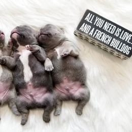 French Bulldog Puppies from Star City Frenchies
