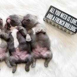 French Bulldog Puppies from Star City Frenchies