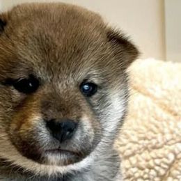 Shiba Inu from Crescent Moon Shibas