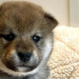 Shiba Inu from Crescent Moon Shibas
