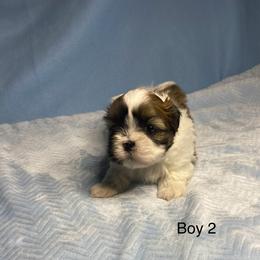 Boy 2 - Sable and white male Shih Tzu puppy in Zeigler, Illinois from Dandy Little  Shih Tzu, Shih Poo's and Toy Poodles