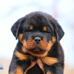 Whitey - Black and mahogany male Rottweiler puppy in Bowling Green, Kentucky from Vom Bruderhof Rottweilers