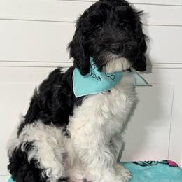Willow - Parti - Black and chalk female Australian Labradoodle puppy in Beecher, Illinois from Erica’s Doodles
