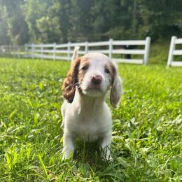 Bubbles - Piebald female Dachshund puppy in Dayton, Ohio from LUXEYPUPS
