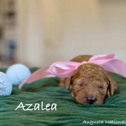 Azalea - Red  female Poodle puppy in Salem, Oregon from Lavish Poodles