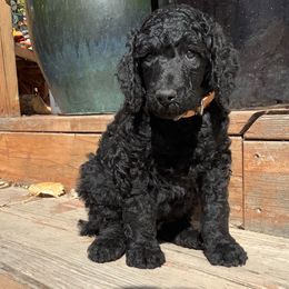 Poodle Puppies from Casey's AKC Standard Poodles