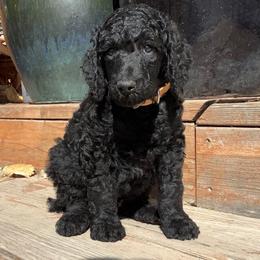 Poodle Puppies from Casey's AKC Standard Poodles