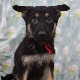 Red Boy - Black and tan male German Shepherd puppy in Grants Pass, Oregon from Granville German Shepherds