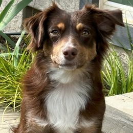 Snickers - Miniature Australian Shepherd