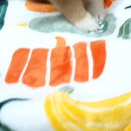 Pembroke Welsh Corgi Puppies from Episode Corgis