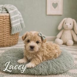 Lacey - White female Maltipoo puppy in Bowling Green, Kentucky from Denise Clark