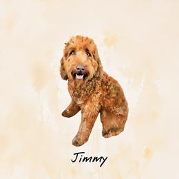 Jimmy - Goldendoodle