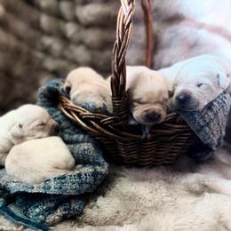 Quiver - Yellow male Labrador Retriever puppy in Sweet Home, Oregon from Knotty Creek Labradors