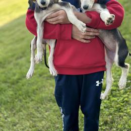 Puppy Girl 1 - Blue and cream female Afghan Hound puppy in Carlisle, Pennsylvania from Winterberry Afghan Hounds