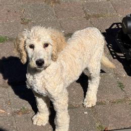 Ray - Cream male Poodle puppy in St. Johnsbury, Vermont from Poodles of the Northern Woods