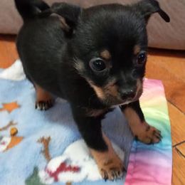 Chihuahuas and Pugs from Borck Puppies