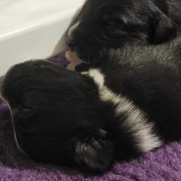 Australian Shepherd Puppies from Summit Australian Shepherds