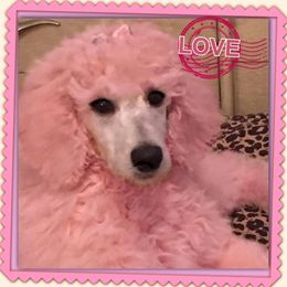 Poodle Puppies from McJare's Puppy Palace