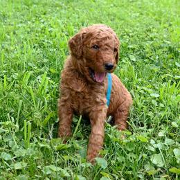Poodle Puppies from Sunset Maple Poodles